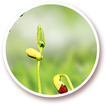 北京九鼎九盛種業有限責任公司 北京九鼎九盛種業有限責任公司